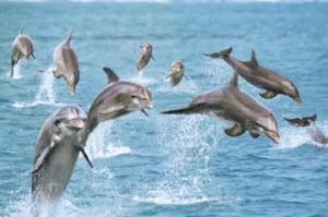 Dolphins Nonad Poster