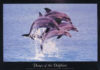 Dolphins Dance Poster