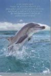 Dolphin Alone Poster