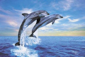 Dolphin Duet Poster