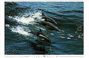Dolphins Living Nature Poster