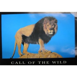 Call of the Wild Lion Poster