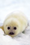 Seal Pup Poster