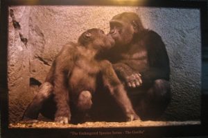 Gorillas Kissing Poster