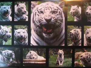 White Tiger Montage Poster