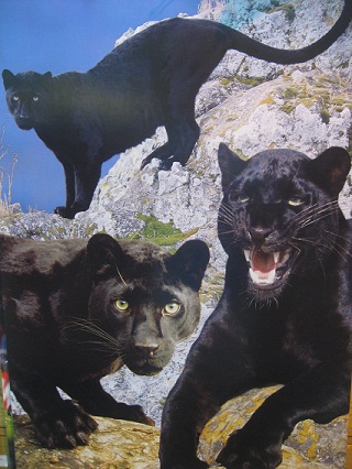 Black Panther Montage Poster Poster Plus