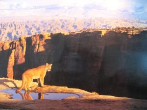 Cougar Poster