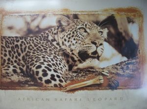 African Safari Leopard Poster