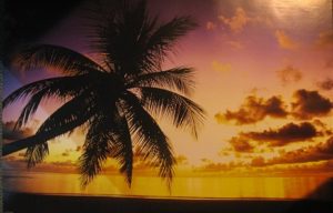 Palm Tree Sunset Poster