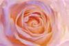 Rosa Rosa