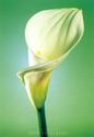 Sean Hoyland - Calla Lily III Poster