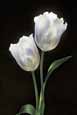 White Tulips