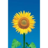 Sunflower Vertical Poster