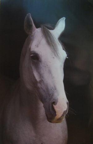 White Horse Head Poster
