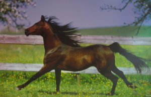 Horse In Meadow Poster