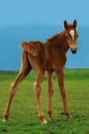 Florian Foal