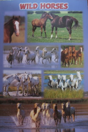 Wild Horses