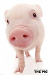 The Pig - Closeup