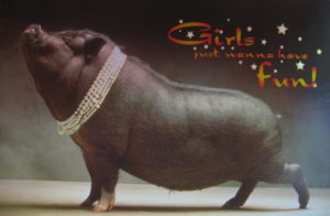 Girls Just Wanna Have Fun Pig Poster