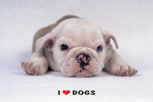 I Love Dogs Poster
