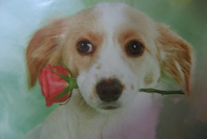 Cute Little Dog With Rose Poster