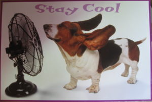Stay Cool Dog Poster
