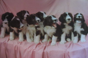 Happy Family of Dogs Poster