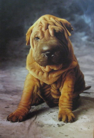 Sad Dog