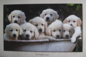 Carl Hensel - The Puppy Gang