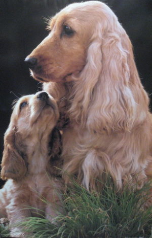 Cocker Spaniels Dog Poster (some wear)