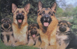 Alsatian German Shepherd Family Dog Poster (Published 1995, some wear)