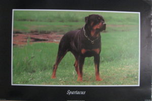 Spartacus Rottweiler Poster