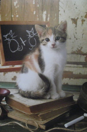 Cat Schoolboard Poster