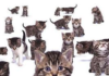 Tabby Cat Collage Poster