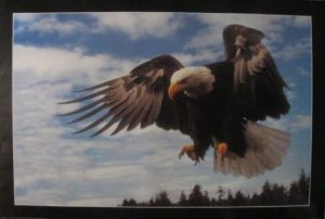 Eagle Poster