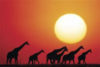 Giraffe Sunset Poster