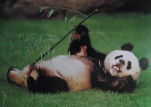 Panda Reclining Poster
