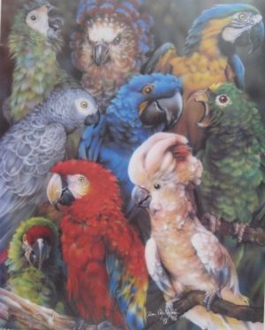 Parrots
