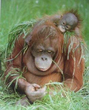 Orangutan and Baby Mini Poster