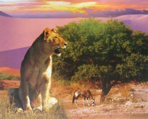 Lioness