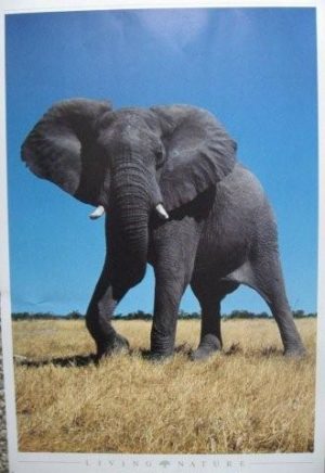 Living Nature - Elephant Poster