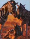 Zebra Family Poster