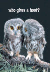 Who Gives a Hoot Owls Poster