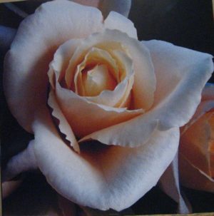 Soft Rose Photographic Print