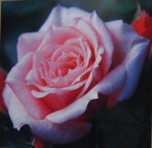 Pink Rose Photographic Print