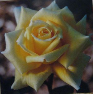 Yellow Rose Photographic Print