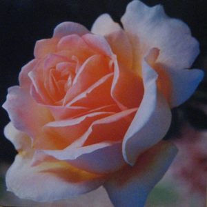 Apricot Rose Photographic Print