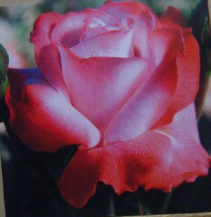 Red And Pink Rose Photographic Print