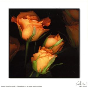Soft Roses Photographic Print