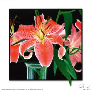 Red Lily Photographic Print